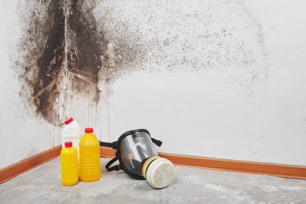 Best Local Mold Removal Service  in Davie, FL