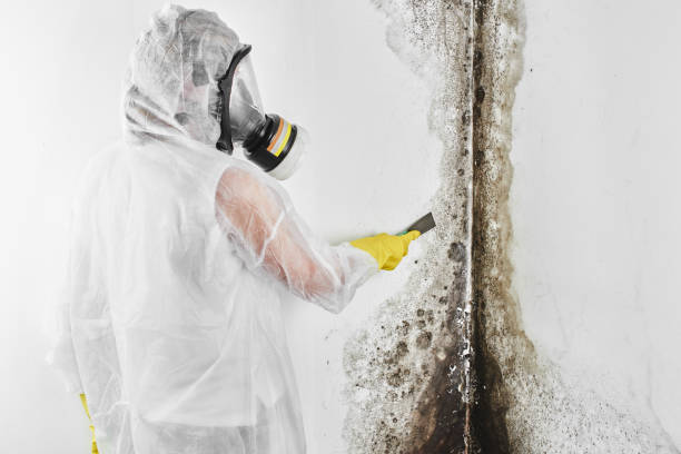 Best Crawl Space Mold Removal  in Davie, FL