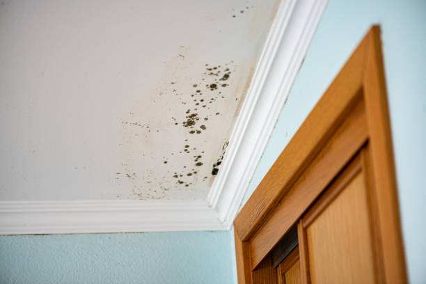 Best Mold Remediation Experts  in Davie, FL