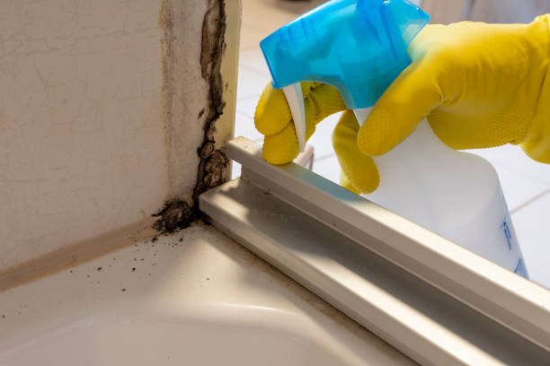 Professional Mold Removal in Davie, FL