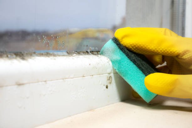 Best Home Mold Removal  in Davie, FL