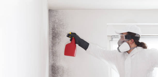 Best Affordable Mold Removal  in Davie, FL