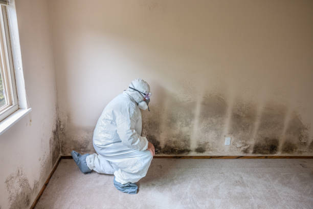 Best Mold Remediation  in Davie, FL