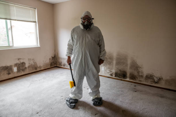 Best Same-Day Mold Removal  in Davie, FL