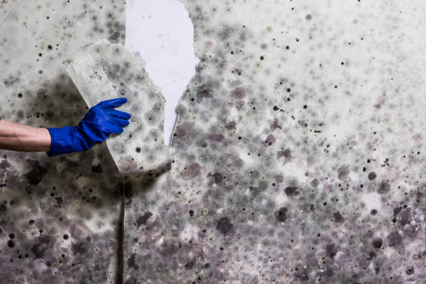 Best Mold Removal Near Me  in Davie, FL