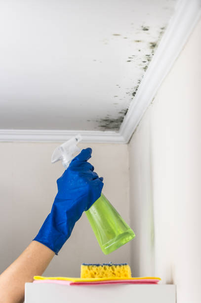 Best Commercial Mold Removal  in Davie, FL